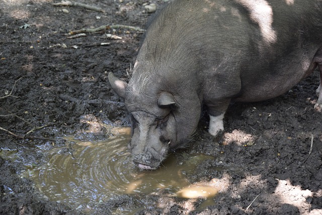 为是职业球 为是职业球